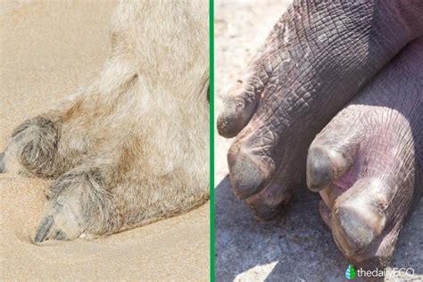 even toed ungulates codycross